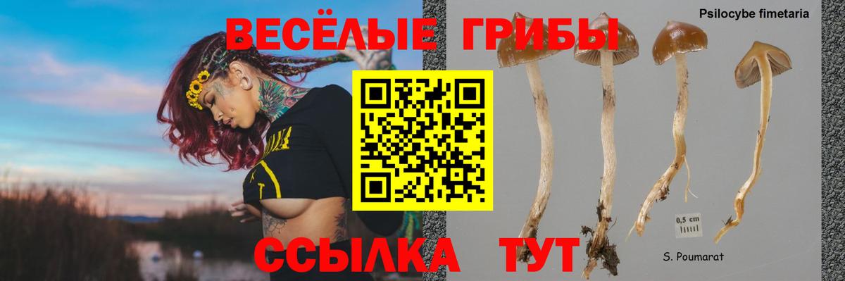 Волгоград  Галлюциногенные грибы Psilocybine cubensis  Вход с VPN  Псилоцибиновые грибы Cubensis 